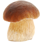 Mushroom Supplements